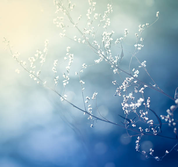 istock Delicate stem and flowers against abstract blue background 117148587