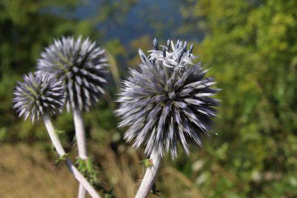 primo-up su fiori di echinops dalla testa rotonda (echinops sphaerocephalus). - echinops spaerocephalus foto e immagini stock