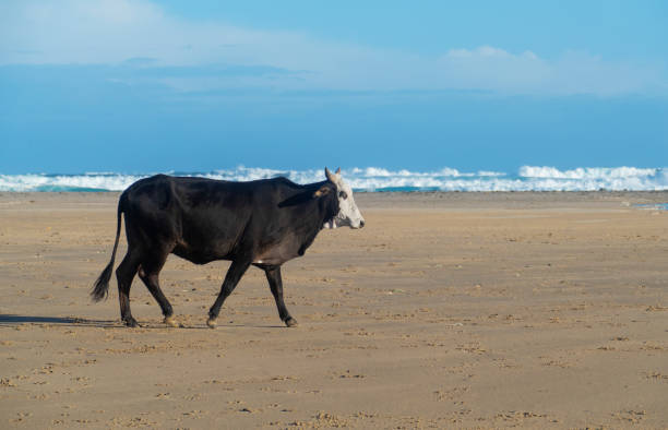 istock A bull walks on the beach 1171486017