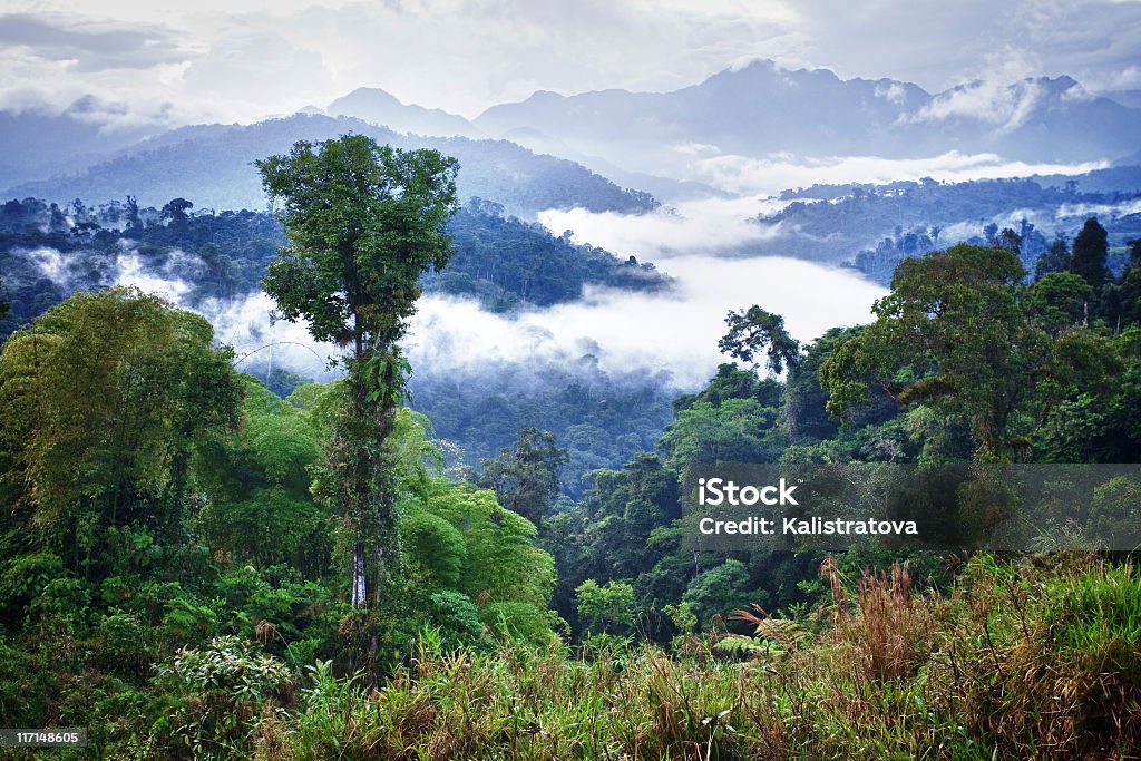 Selva tropical - Foto de stock de Bosque pluvial libre de derechos