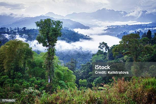 Selva Tropical Foto de stock y más banco de imágenes de Bosque pluvial - Bosque pluvial, Ecuador, Región del Amazonas