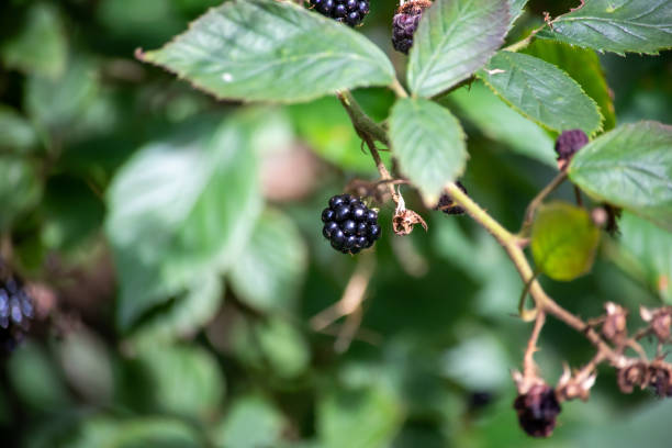 istock Single Blackberry on a bush in sunlight 1171486635