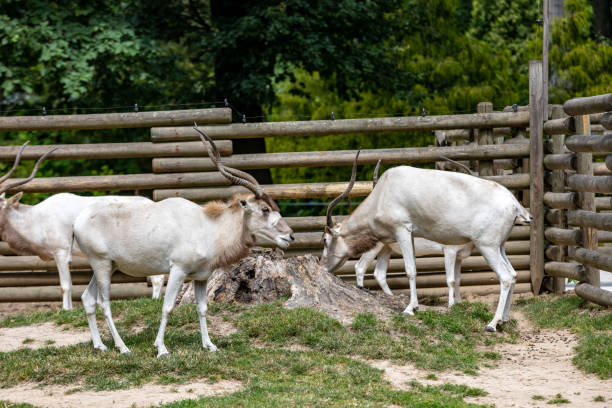 300 Antelope With Twisted Horns Stock Photos Pictures Royalty Free 300 Antelope With Twisted Horns Stock Photos Pictures Royalty Free