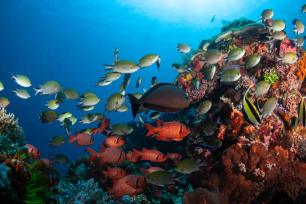 Underwater world with corals and tropical fish