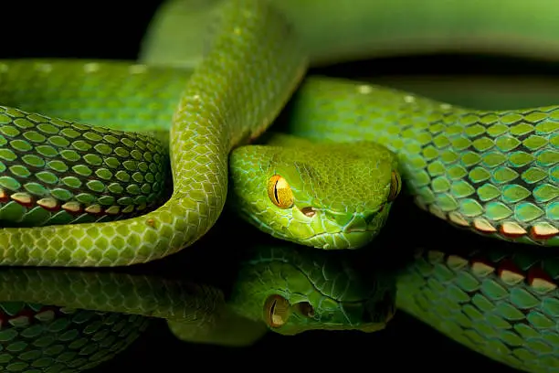 Photo of Vogel’s Pit Viper Snake