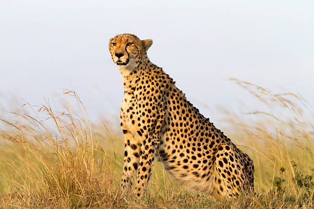 A cheetah on the prowl in the Maasai Mara, Kenya.