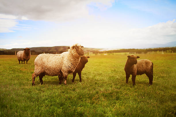 prime lambs on green grass