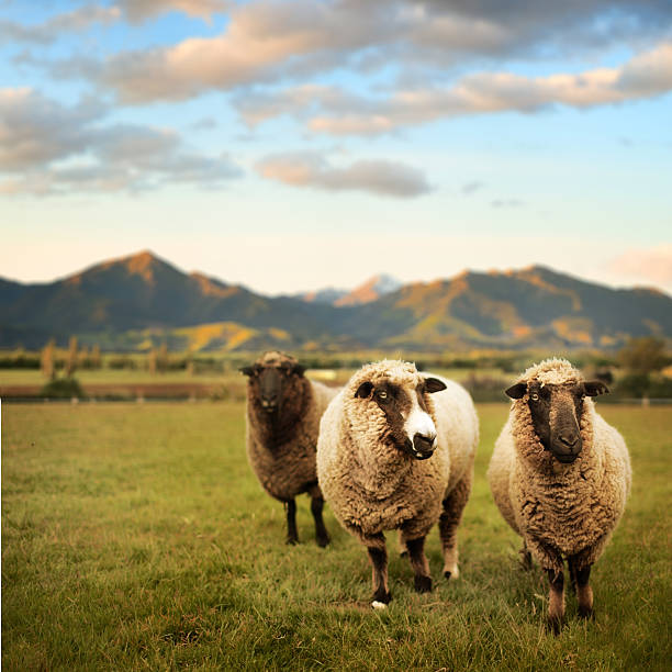 Spring Lamb, New Zealand meadow stock photo