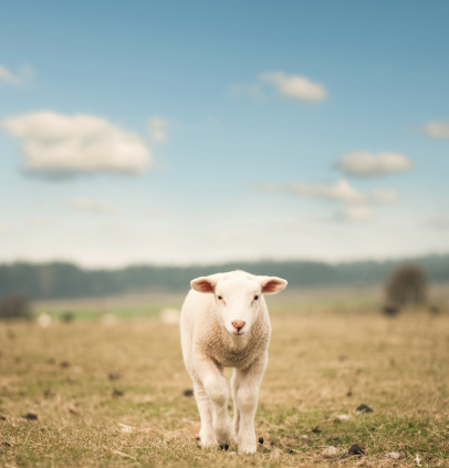 Single lamb on the field