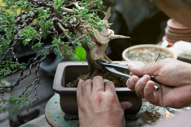A woman pruning a bonsai tree with scissors