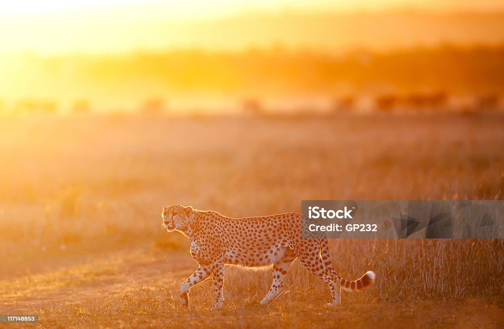 Männliche Gepard auf Beutezug – - Lizenzfrei Gepard Stock-Foto