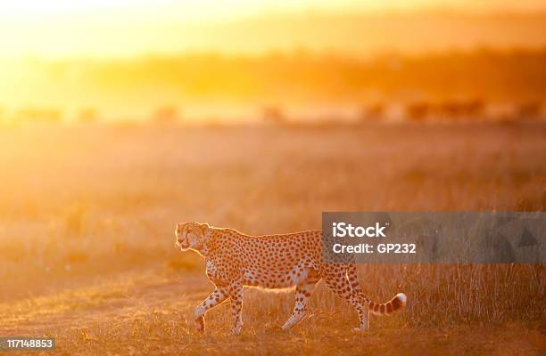 Männliche Gepard Auf Beutezug Stockfoto und mehr Bilder von Gepard - Gepard, Abenddämmerung, Dämmerung