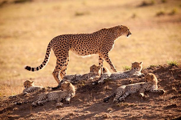 istock Cheetah family 117148858