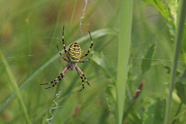istock A hornet argiope on his canvas (Argiope bruennichi). 1171488625
