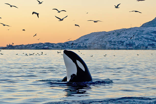 big orca atardecer spyhop - ballena orca fotografías e imágenes de stock