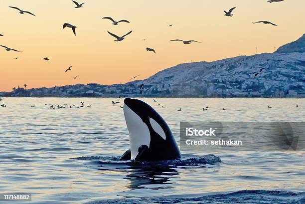 Orca Emerging From The Ocean At Sunset With Coast And Birds Stock Photo - Download Image Now