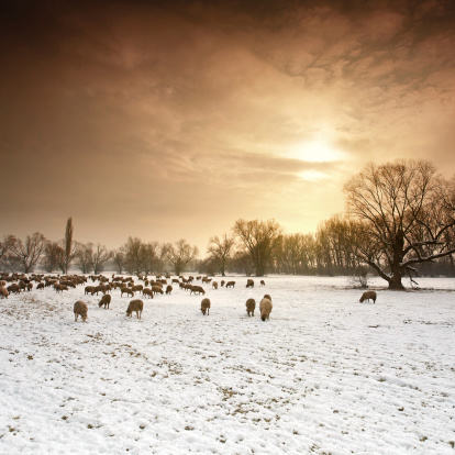 grazing sheep herd in the winter sunlight, shot with coking graduated color filters