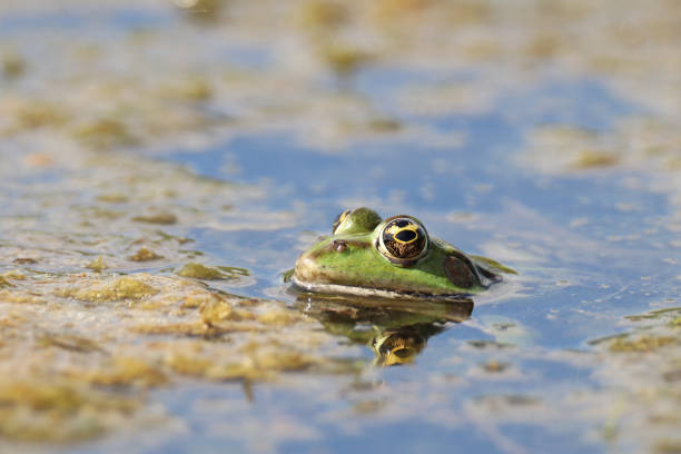 istock The eyes of the pond (Pelophylax kl. esculentus). 1171489518