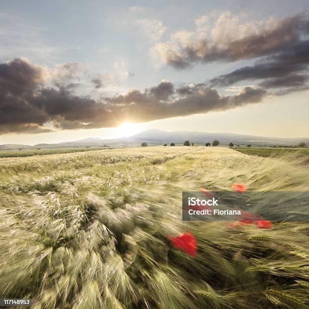 Dolce Respiro Di Estate - Fotografie stock e altre immagini di Agricoltura - Agricoltura, Ambientazione esterna, Aurora