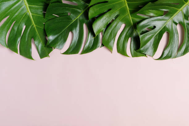 istock Fresh green  tropical Monstera leaf on pink background with copy space, top view 1171489712