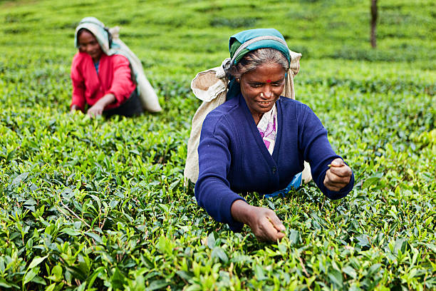 istock Tamil tea pickers, Sri Lanka 117149055