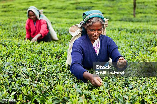 Foto de Tamil Chá Separadores Sri Lanka e mais fotos de stock de Adulto - Adulto, Agricultura, Ajardinado