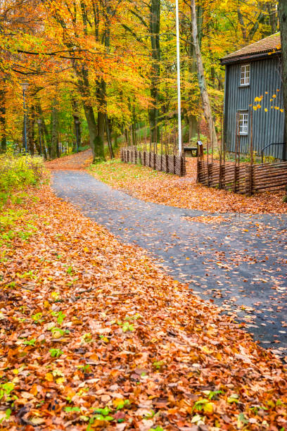 autunno nel parco slottsskogen göteborg svezia - saturated color beech leaf autumn leaf foto e immagini stock