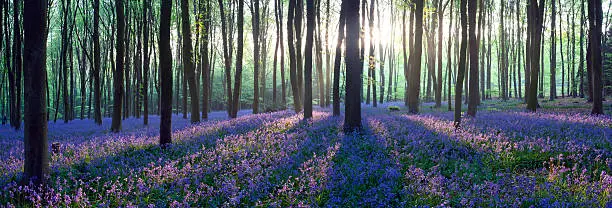 The first rays of sunlight stream through the forest canopy illuminating bluebells on the woodland floor. Hampshire, U.K