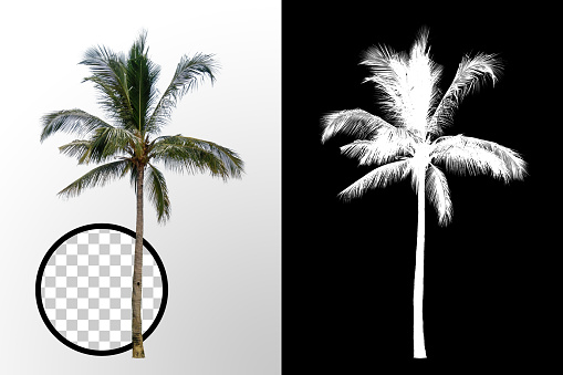 single coconut palm tree on transparent picture background with clipping path, single palm tree with clipping path and alpha cell on black background
