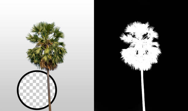 istock single coconut palm tree on transparent picture background with clipping path, single palm tree with clipping path and alpha cell on black background 1171492412