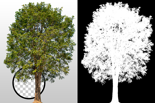 single tree on transparent picture background with clipping path, single tree with clipping path and alpha cell on black background