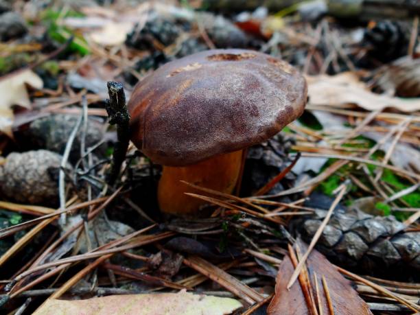 istock brown mushroom boletus in the autumn forest 1171493571