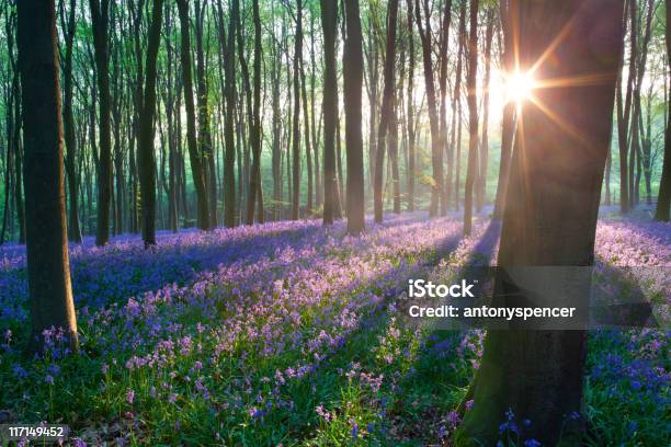 Bluebells At 썬라이즈 봄에 대한 스톡 사진 및 기타 이미지 - 봄, 숲, 영국