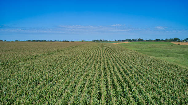 istock Farm Agriculture Plants in Rows 1171494565