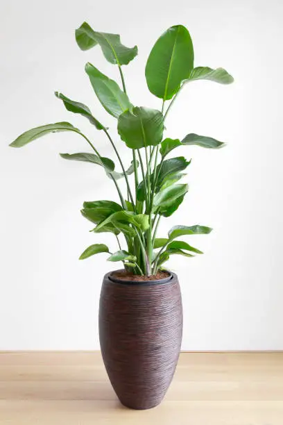 tropical houseplant giant white bird of paradise, Strelizia Nicolai, in a large brown pot in front of a white wall, copy space