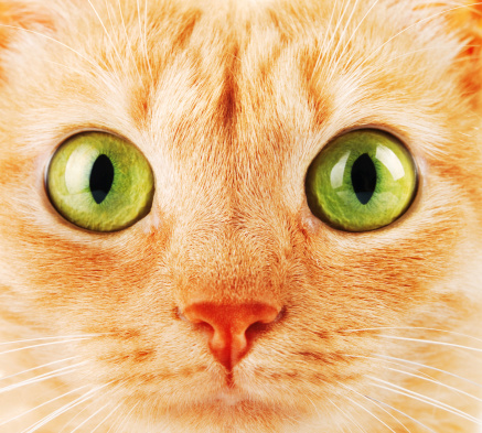 Cat with red hair and green eyes looking at camera