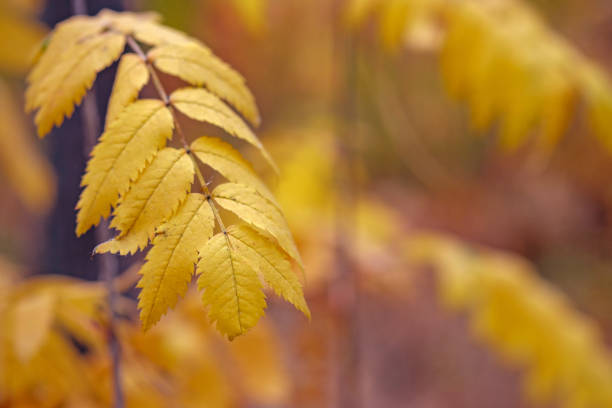 blurred background and front branch with Rowan leaves yellow autumn day