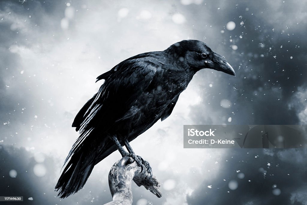 Raven Black raven with stormy sky Raven - Bird Stock Photo