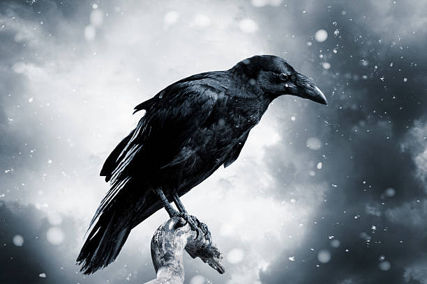 Raven Black raven with stormy sky raven bird stock pictures, royalty-free photos & images
