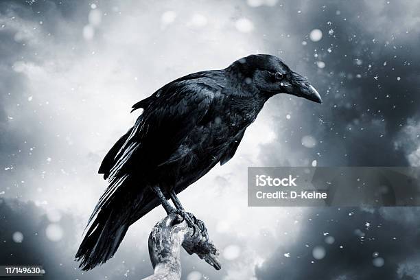 Raven Stock Photo - Download Image Now - Raven - Bird, Bird, Black Color