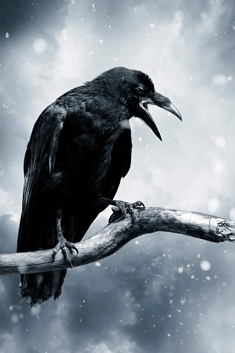 Black raven with stormy sky