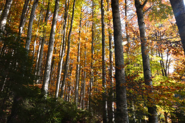 istock sunbeams in the autumn forest 1171496329