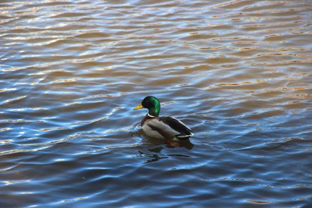 istock One Wild duck on the river on a Sunny day. Nature 1171496347