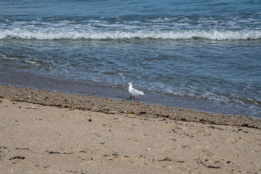 A gull walking in the surf on Pentewan beach, Cornwall in late summer
