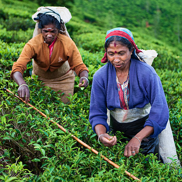 istock Tamil tea pickers collecting leaves, Sri Lanka 117149751