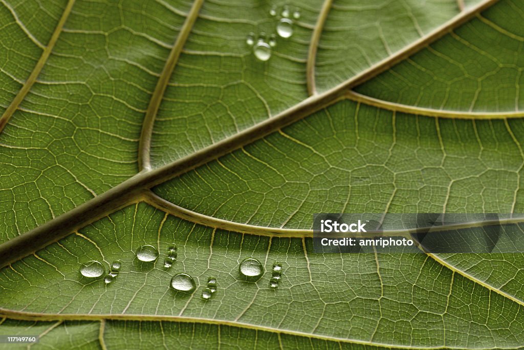 carbon footprints on leaf tiny water drop footprints between strong leaf veins http://www.amriphoto.com/istock/lightboxes/themes/nature.jpg Carbon Footprint Stock Photo