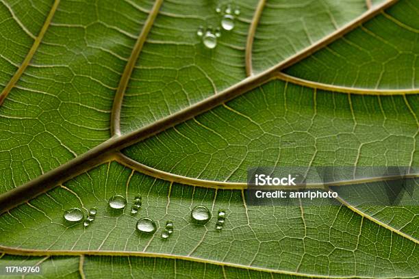 Carbon Footprints On Leaf Stock Photo - Download Image Now - Carbon Footprint, Footprint, Green Color