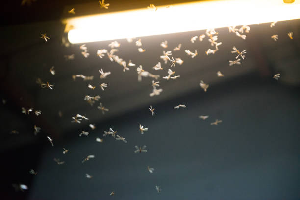 istock moth flying in the fire ,the neon light in night time, it's raining time. 1171498135