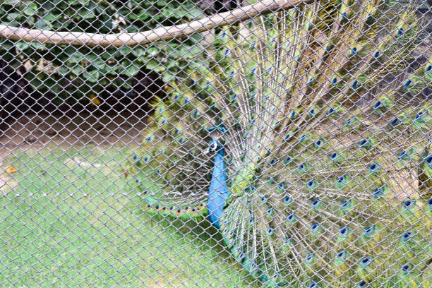Male peacock feather