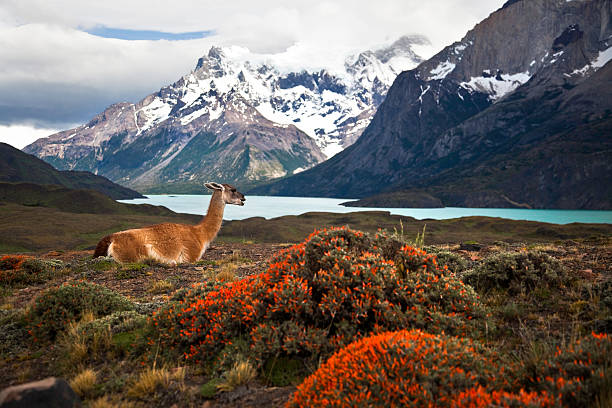 Guanaco at Torres del Paine XXXL This national park was designated a World Biosphere Reserve by UNESCO in 1978.  patagonia argentina photos stock pictures, royalty-free photos & images